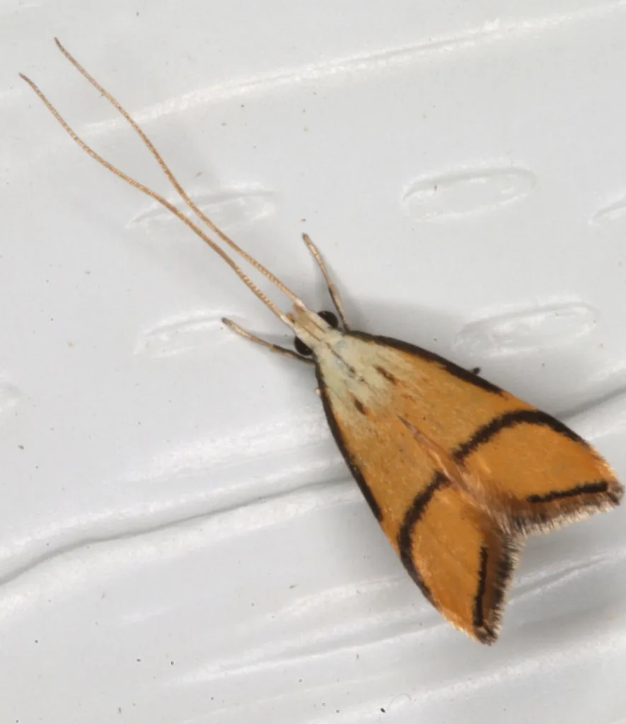 Crocanthes perigrapta - photo 2