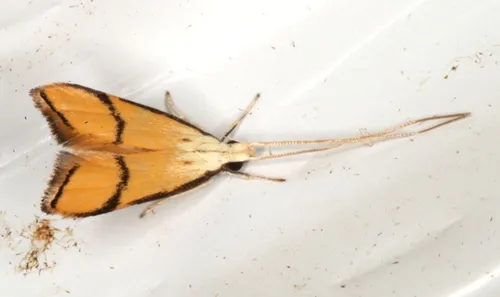 Crocanthes perigrapta - photo 4