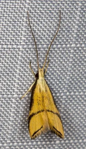 Crocanthes perigrapta - photo 5