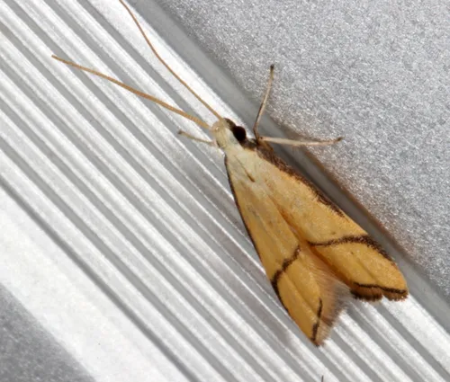Crocanthes perigrapta - photo 6
