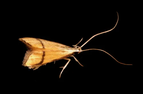 Crocanthes perigrapta - photo 7