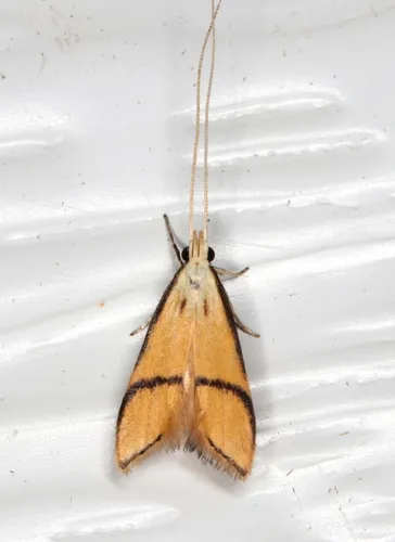 Crocanthes perigrapta - photo 8