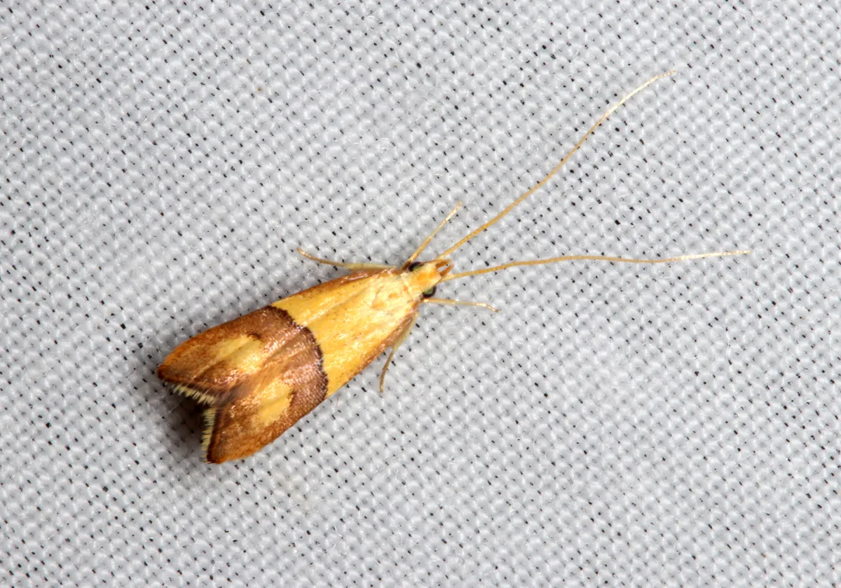 Crocanthes prasinopis - photo 3