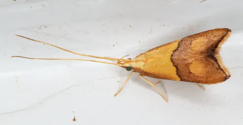 Crocanthes prasinopis - photo 5