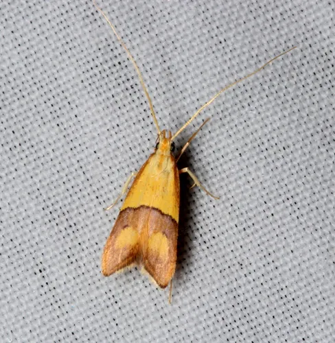 Crocanthes prasinopis - photo 6