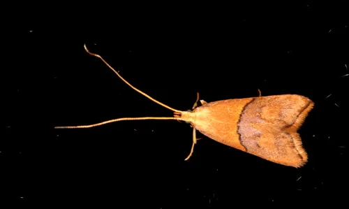 Crocanthes prasinopis - photo 7