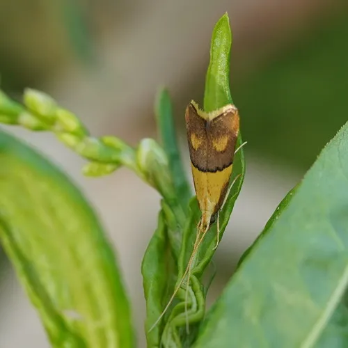 Crocanthes prasinopis - photo 8