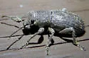 Crocidema arizonica - photo 3