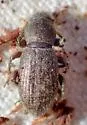 Crocidema californica - photo 3