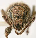 Crocidema planifrons - photo 4