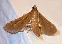 Crocidocnemis pellucidalis - Hodges#5153