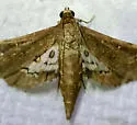 Crocidocnemis pellucidalis - Hodges#5153 - photo 2