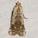 Crocidomera imitata - Hodges#5706 - Crocidomera imitata