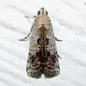 Crocidomera imitata - Hodges#5706 - photo 2