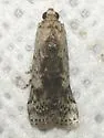 Crocidomera imitata - Hodges#5706 - photo 3