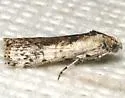 Crocidomera imitata - Hodges#5706 - photo 4