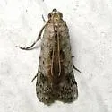 Crocidomera imitata - Hodges#5706 - photo 5