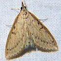 Crocidophora pustuliferalis - Hodges#4943