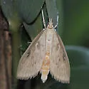 Crocidophora pustuliferalis - Hodges#4943 - photo 2