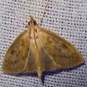 Crocidophora pustuliferalis - Hodges#4943 - photo 3