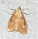 Crocidophora pustuliferalis - Hodges#4943 - photo 4