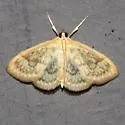 Sawtoothed Crocidophora - Hodges#4944