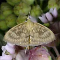 Sawtoothed Crocidophora - Hodges#4944 - photo 3