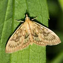 Sawtoothed Crocidophora - Hodges#4944 - photo 4