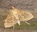 Sawtoothed Crocidophora - Hodges#4944 - photo 5