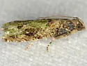 Crocidosema longipalpana - Hodges#3274.2