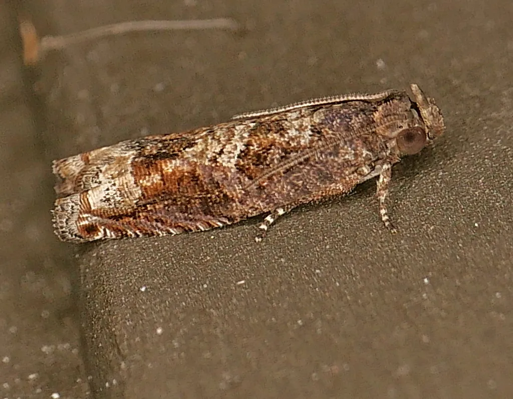 Crocidosema perplexana - Hodges#3287 - photo 2