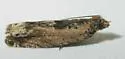 Cotton Tipworm Moth - Hodges#3274