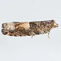 Cotton Tipworm Moth - Hodges#3274 - photo 2