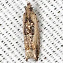 Cotton Tipworm Moth - Hodges#3274 - photo 3