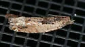 Cotton Tipworm Moth - Hodges#3274 - photo 4