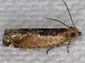 Cotton Tipworm Moth - Hodges#3274 - photo 5