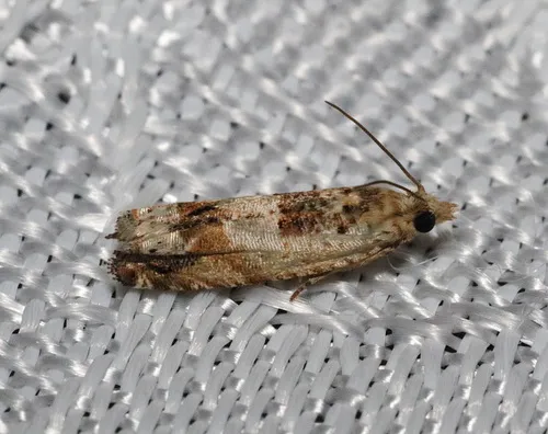 Crocidosema plebejana