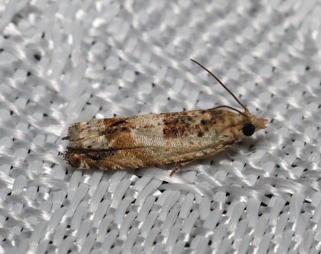 Crocidosema plebejana - photo 2