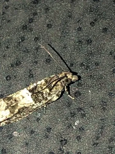Crocidosema plebejana - photo 3