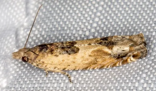 Crocidosema plebejana - photo 4