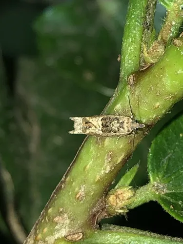 Crocidosema plebejana - photo 5