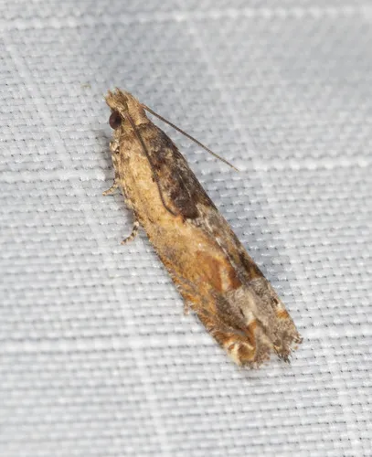 Crocidosema plebejana - photo 6