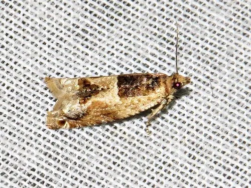 Crocidosema plebejana - photo 7