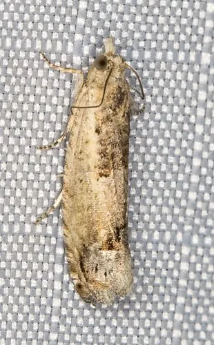 Crocidosema plebejana - photo 8