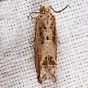 Crocidosema unica - Hodges#3330