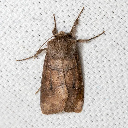 Norman's Quaker - Hodges#10501 - Crocigrapha normani