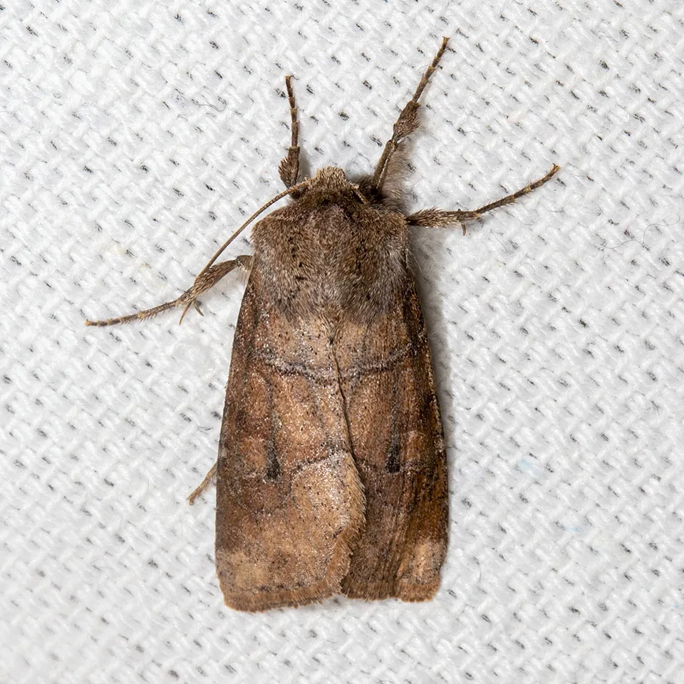 Norman's Quaker - Hodges#10501 - photo 2