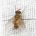 Crocinosoma cornuale
