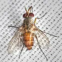 Crocinosoma cornuale - photo 2