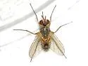 Crocinosoma cornuale - photo 4